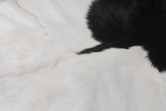 Rustic Black and White Goat Hide Rug - Perfect for Floor or Wall Décor