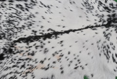 Unique Natural Black & White Goat Skin Rug - Sustainable Animal Hide Throw Floor Rug - Modern Eco-Friendly Home Décor Rug - Celestial Leather Limited