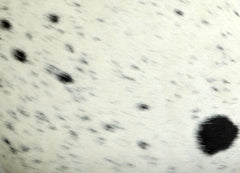 Luxury Cowhide Cushion Cover | Genuine Leather Exotic Animal Skin Home Decor Pillow Case | Stylish Hair-On Leather Cushion Cover