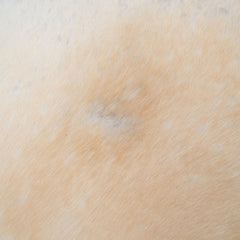 Luxury Brown & White Cowhide Rug - Hypoallergenic - Non-Slippery Suede Back - Durable - Versatile Area Rug for Bedroom or Living Room