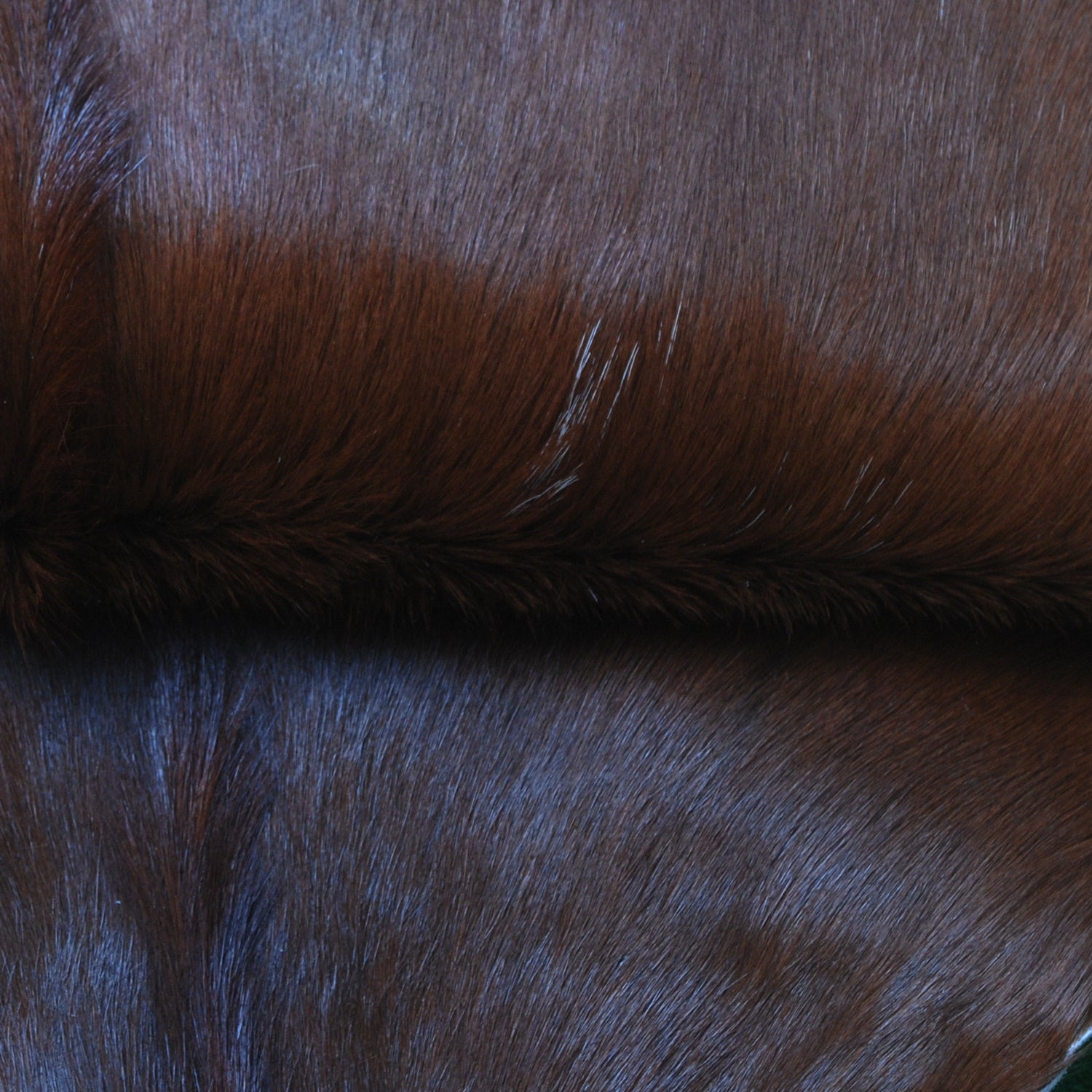 Premium Dark Brown Goat Skin Rug - Rustic Charm for Modern and Classic Interiors