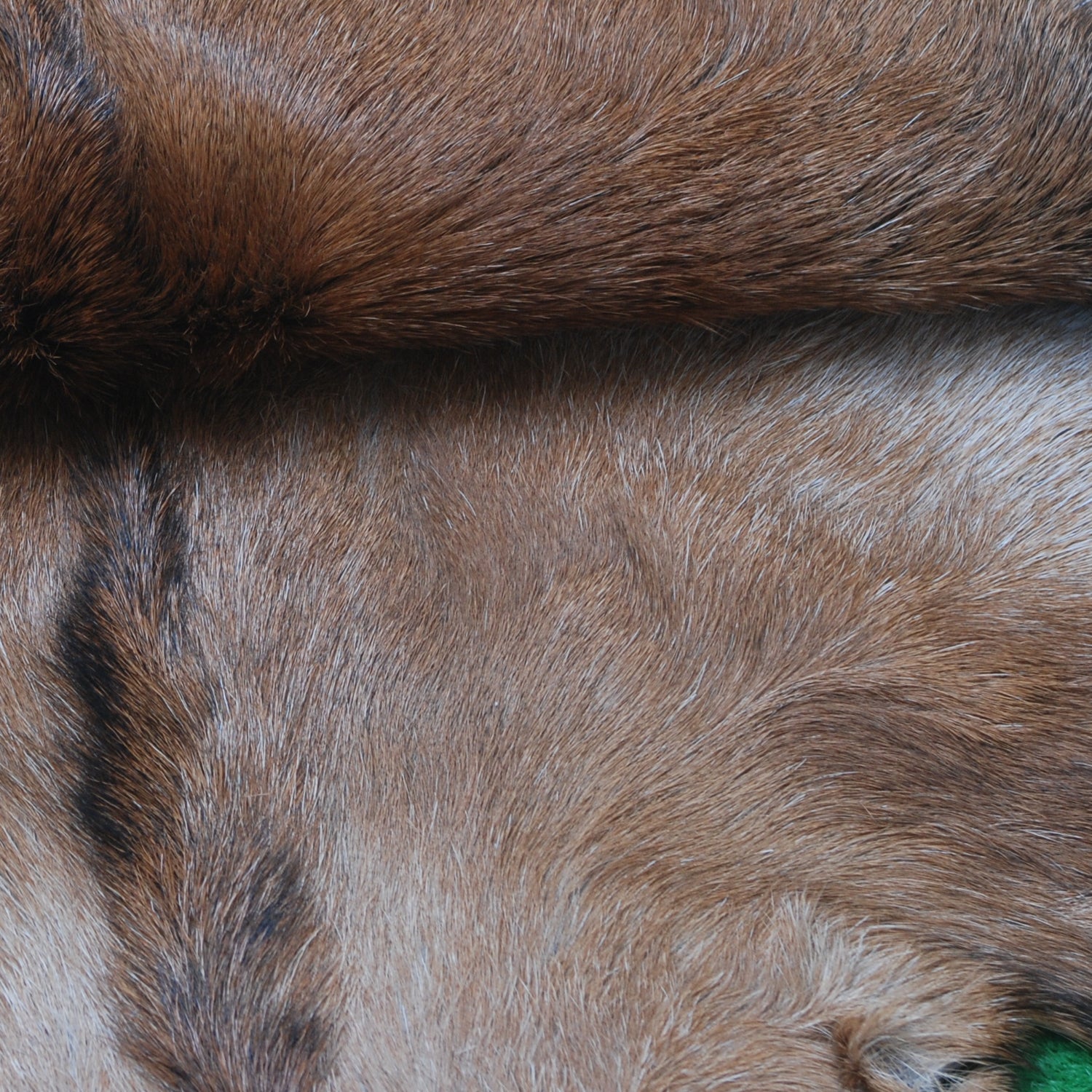 Luxurious Multicolor Goat Skin Rug - Handmade, Soft, Non-Shedding, Hypoallergenic, Sustainable & Eco-Friendly - Unique Statement Piece - Celestial Leather Limited