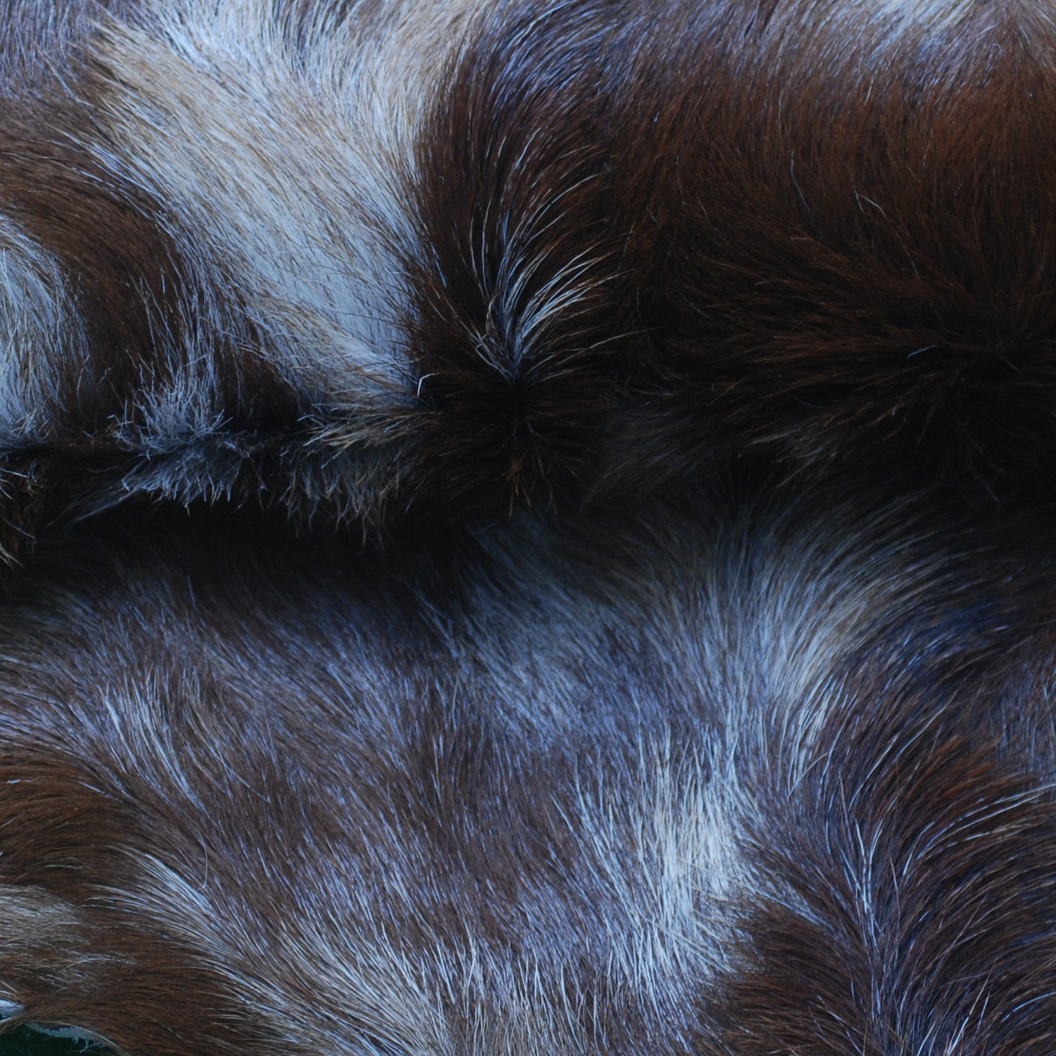 Premium Dark Brown Goat Skin Rug - Durable and Stylish Accent for Any Room