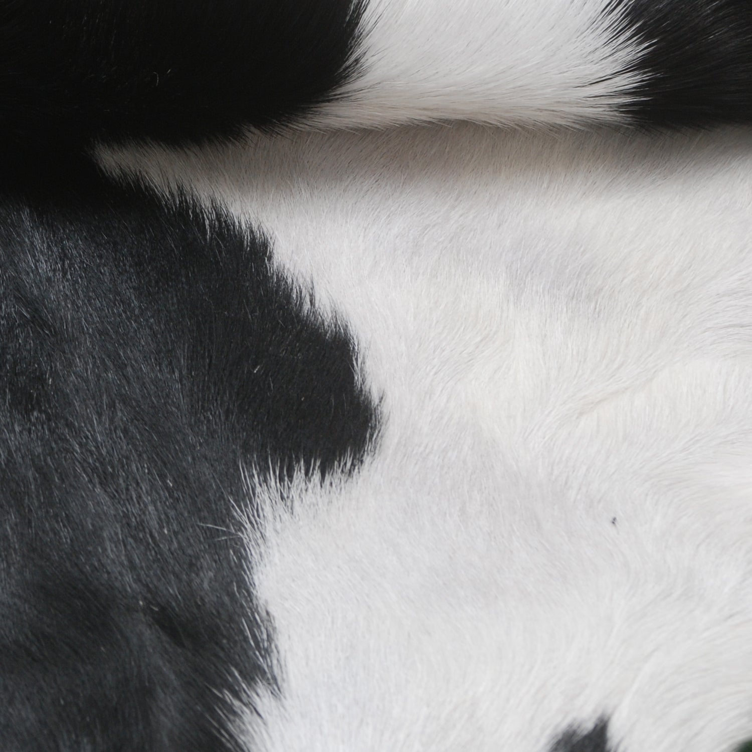 Luxurious Genuine Black & White Goat Skin Rug | Modern Home Decor | Hypoallergenic - Non-Shedding | Sustainable - Eco-Friendly