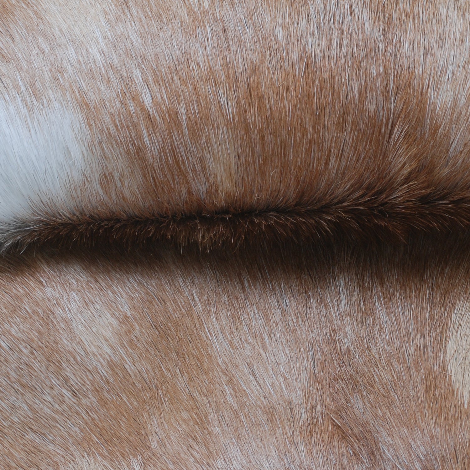 Luxury Brown & White Goat Hide Rug with Natural Variations | Premium Hair-on Goat Skin Rug for Home Décor - Celestial Leather Limited