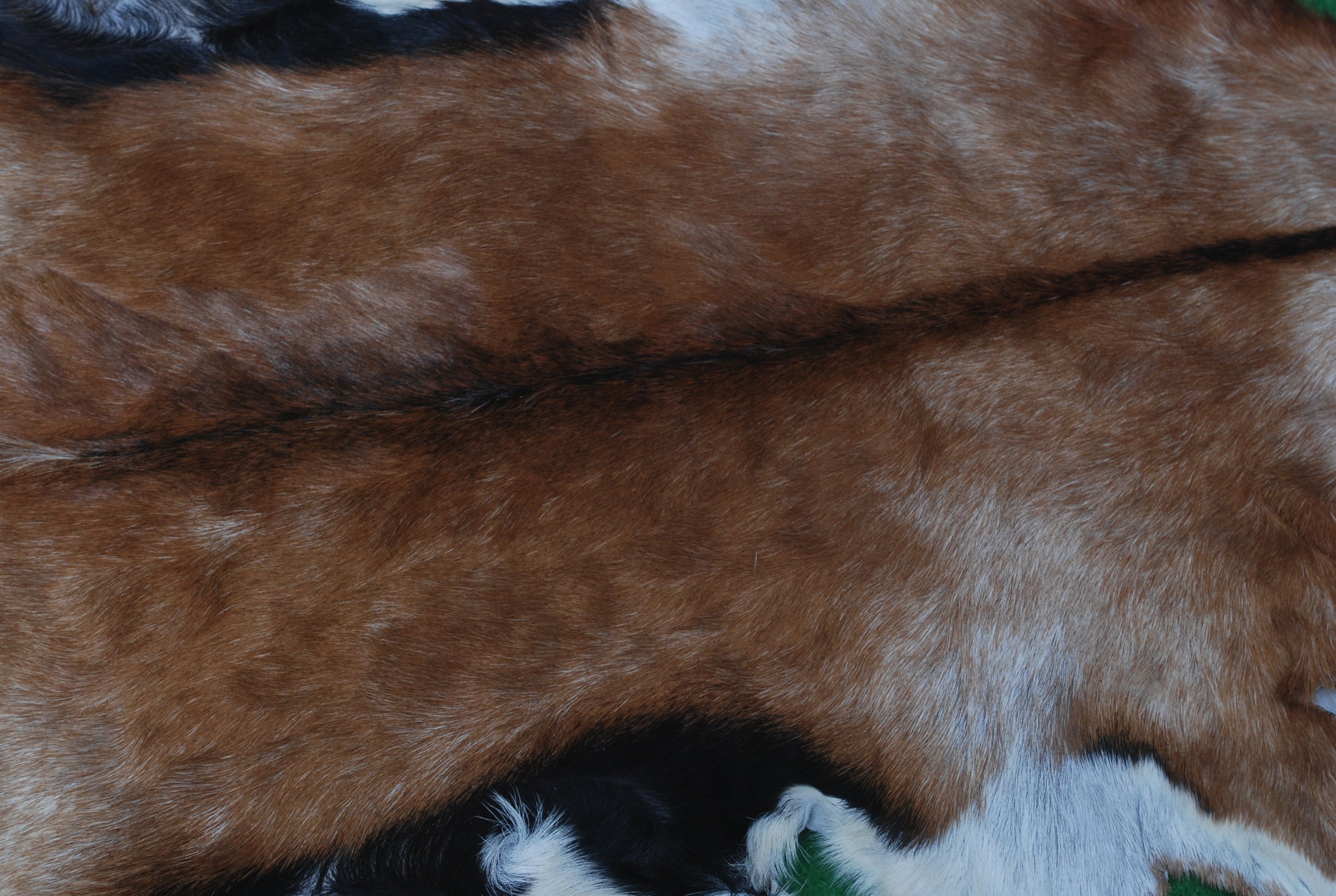Goat Skin Rug: Tri-Color genuine Goat hide rug