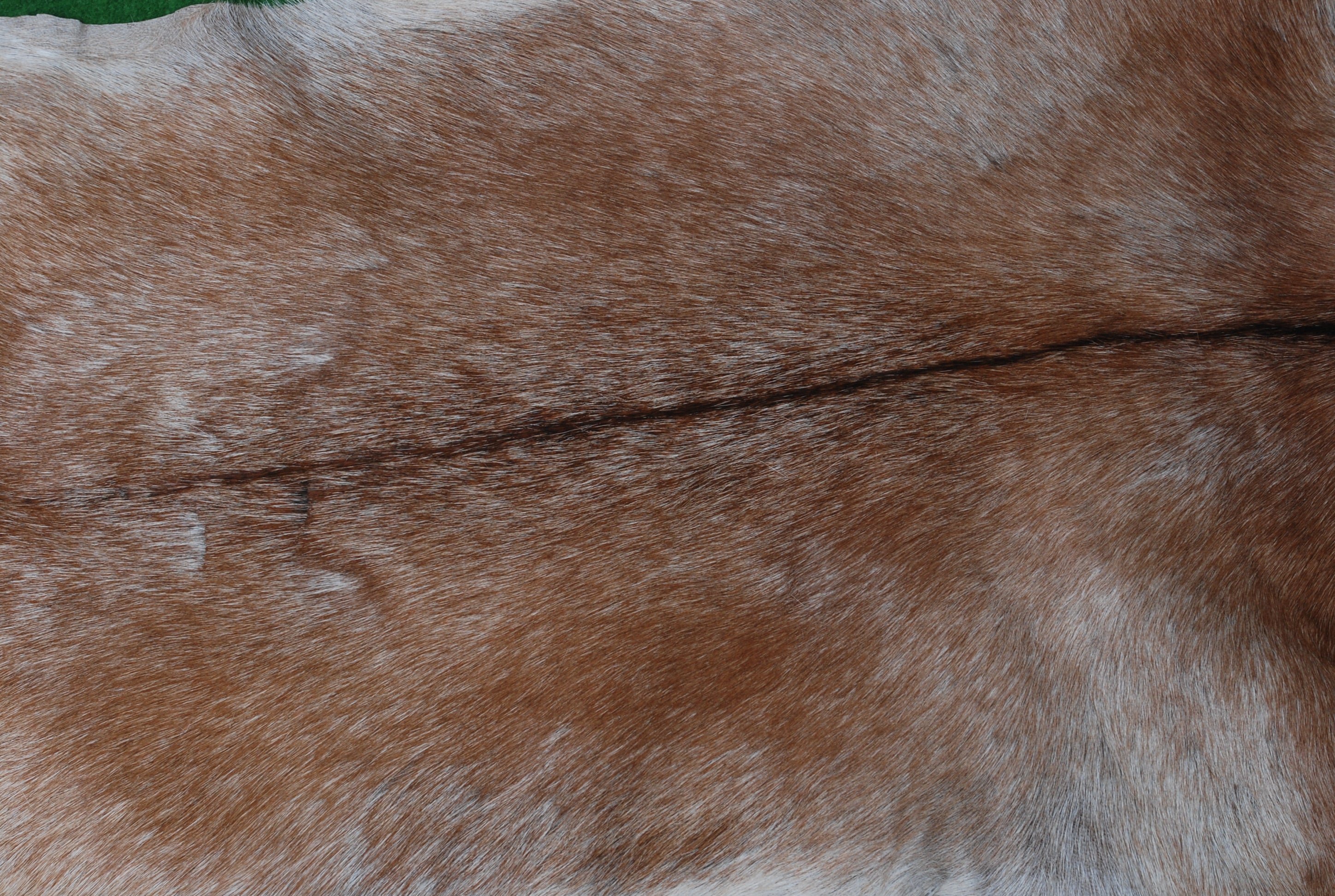 Luxurious Handpicked Brown & White Premium Goat Skin Rug - Eco-Friendly - Sustainable, Non-Slip Suede Back, Hypoallergenic - Timeless