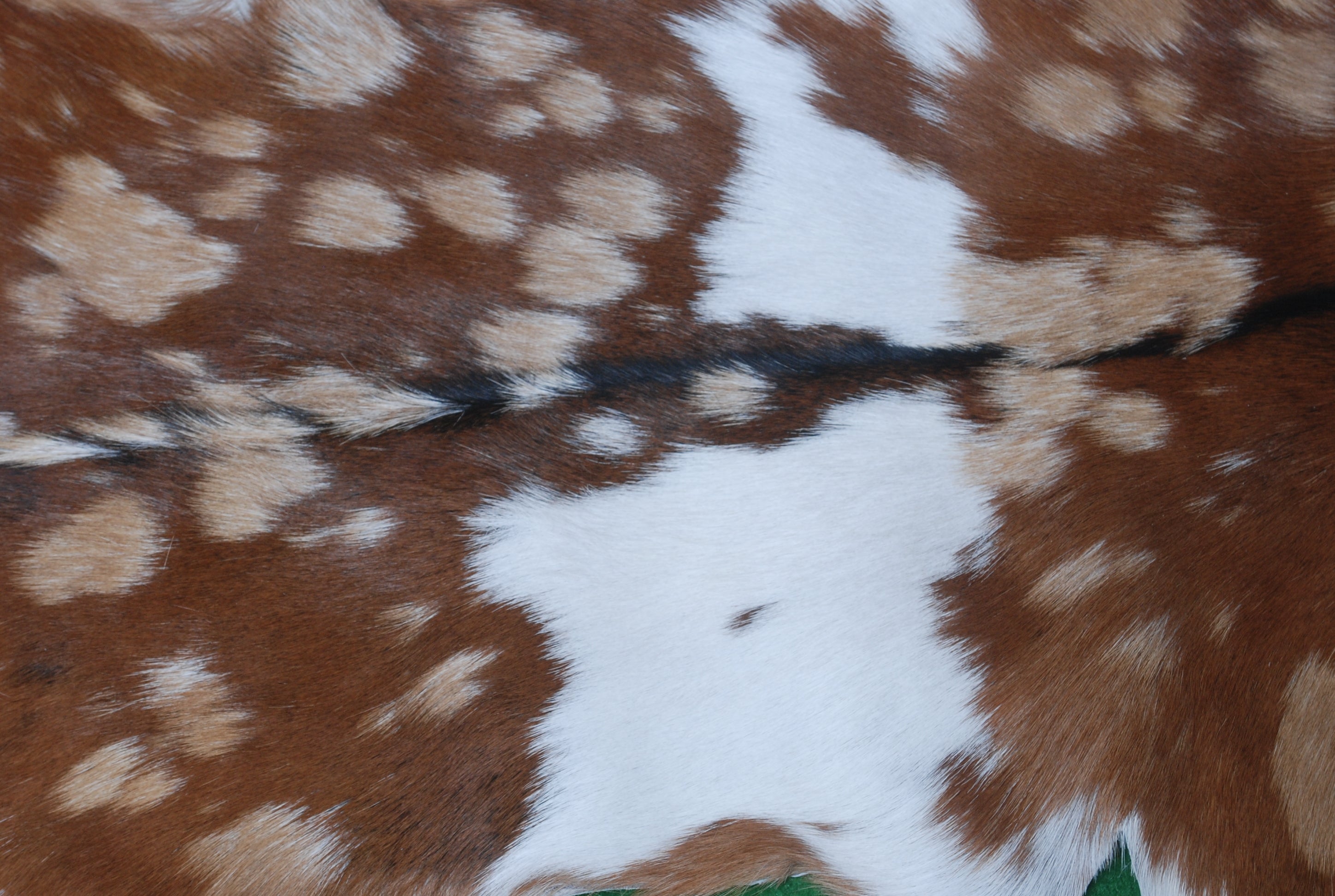 Goat Skin Rug: Tri-Color genuine Goat hide rug