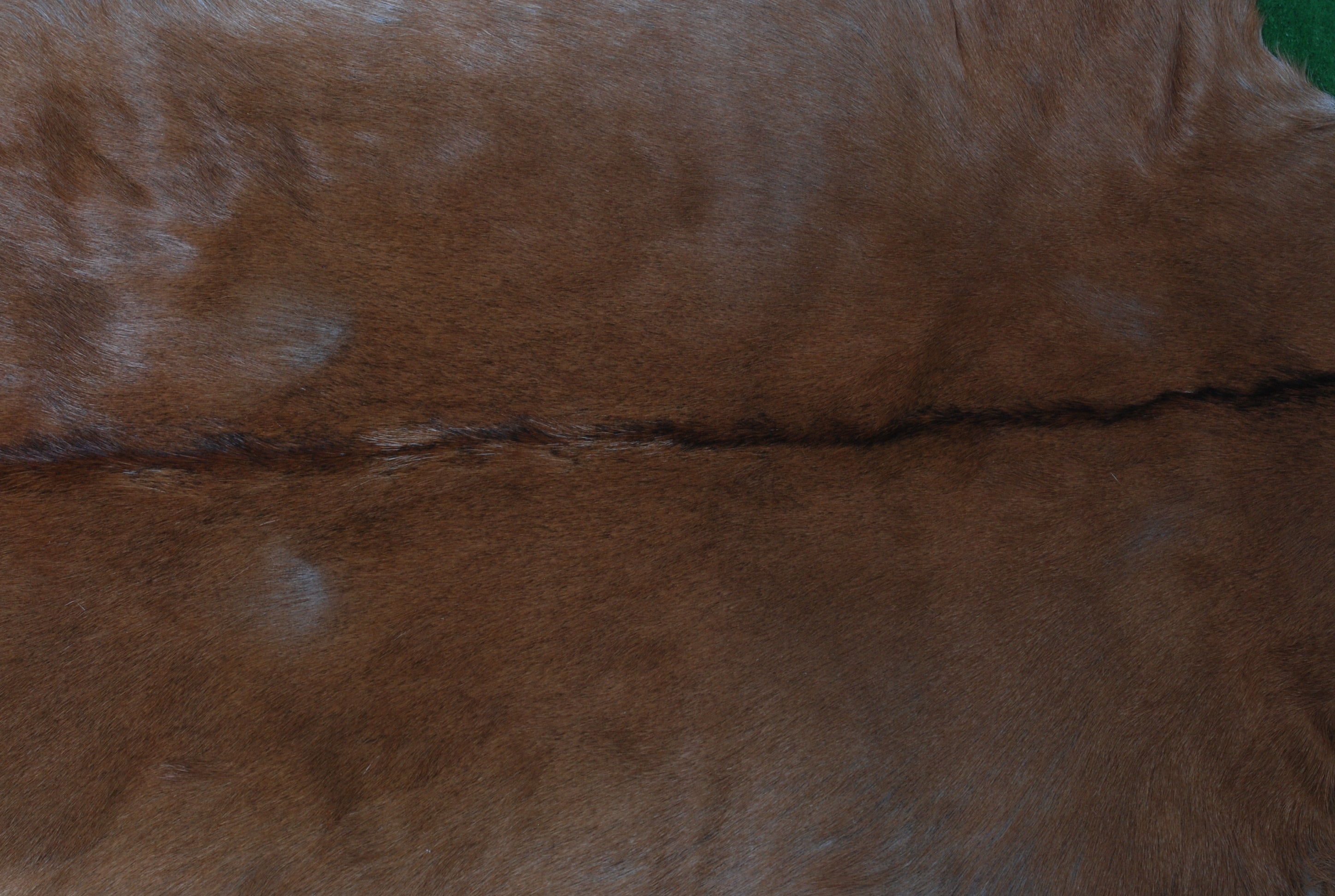 Luxury Brown & White Goat Hide Rug | Premium Hair-On Skin | Handpicked - Handcrafted | Non-Slip Suede Back | Sustainable - Eco-Friendly