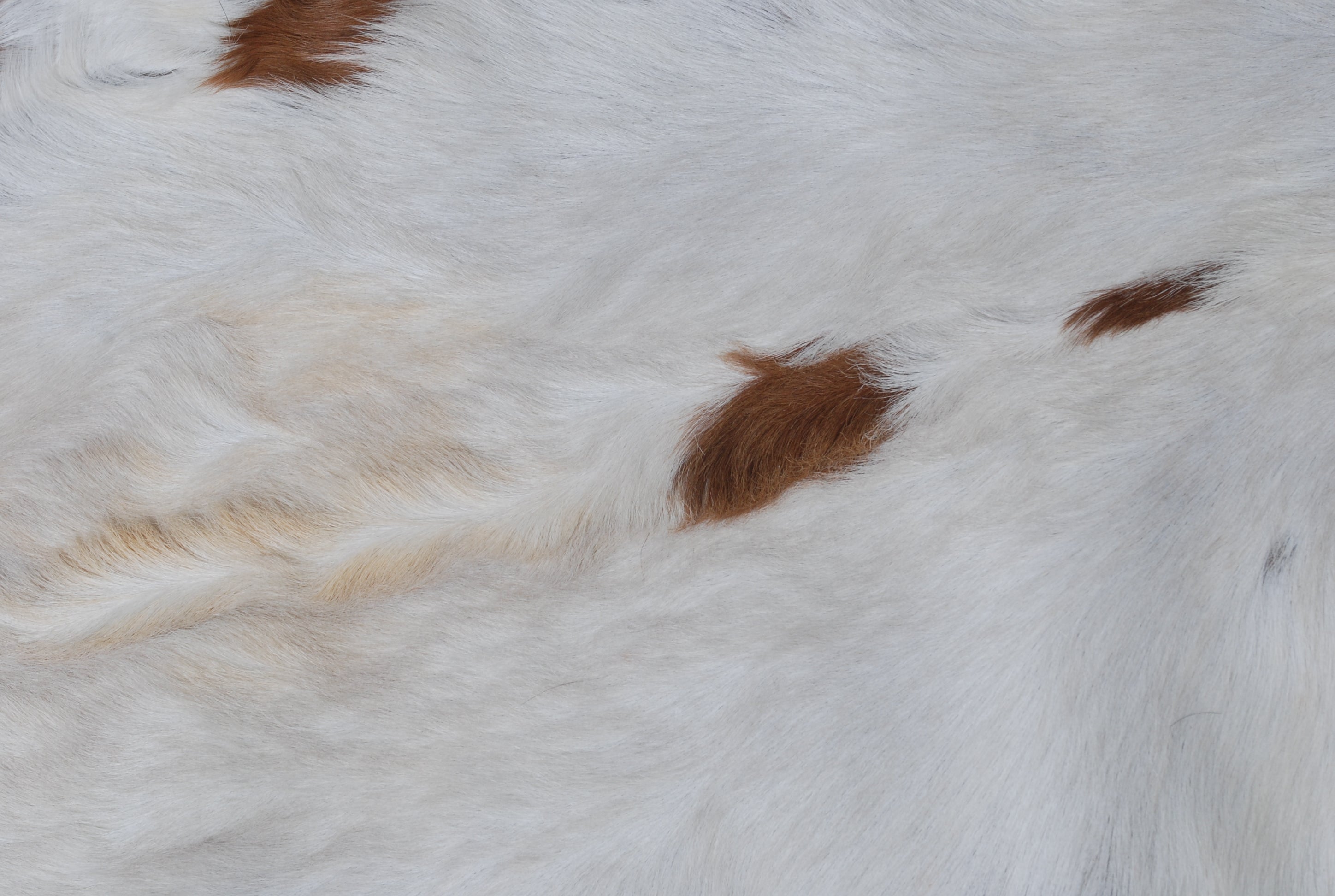 Luxury Brown and White Goat Hide Rug | Premium Hair-On Skin | Non-Slip Suede Back | Sustainable & Eco-Friendly | Handcrafted Elegance