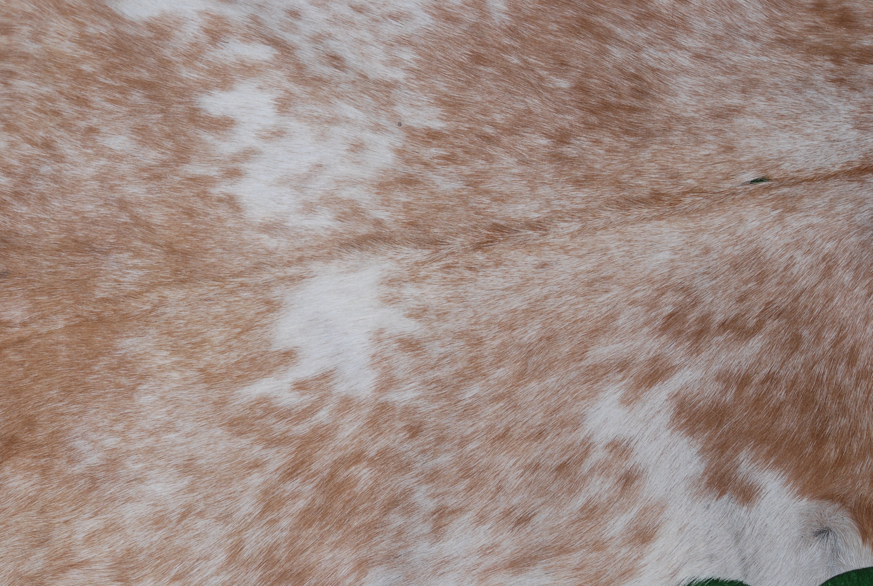 Luxurious Brown and White Goat Hide Rug - Premium Hair-On Natural Goatskin with Unique Patterns and Non-Slip Suede Back - Celestial Leather Limited