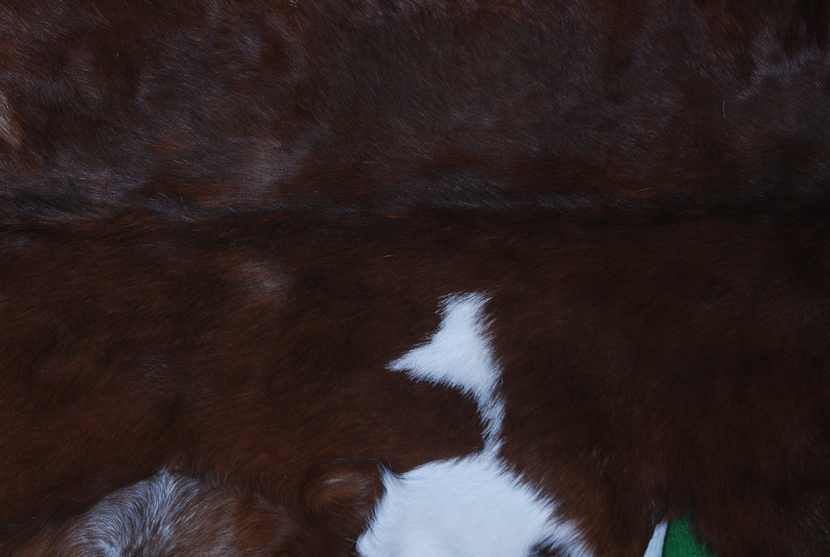 Elegant Dark Brown Goat Skin Rug - Natural Hair-On Accent for Floors or Walls