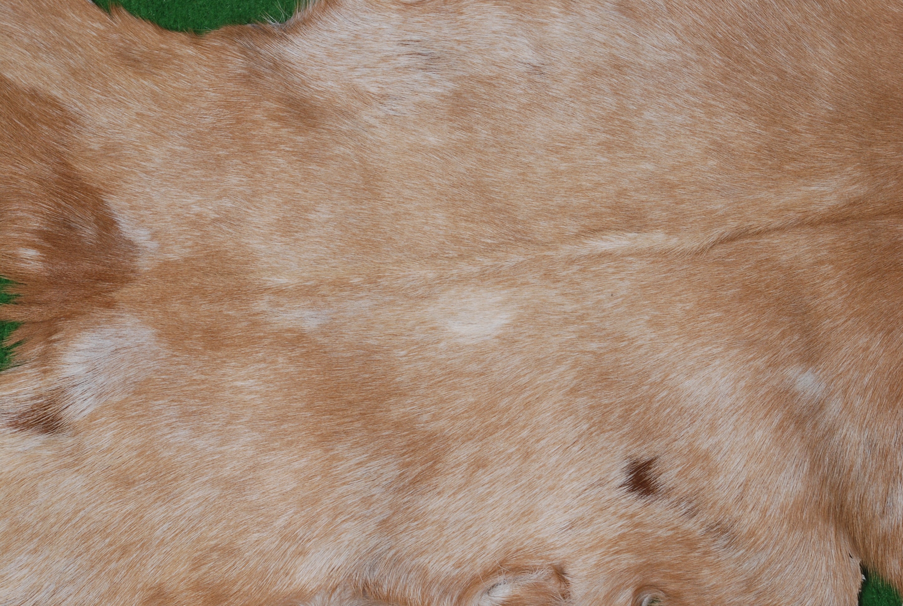 Elegant Brown and White Goat Hide Rug - Perfect Accent for Living Room or Bedroom