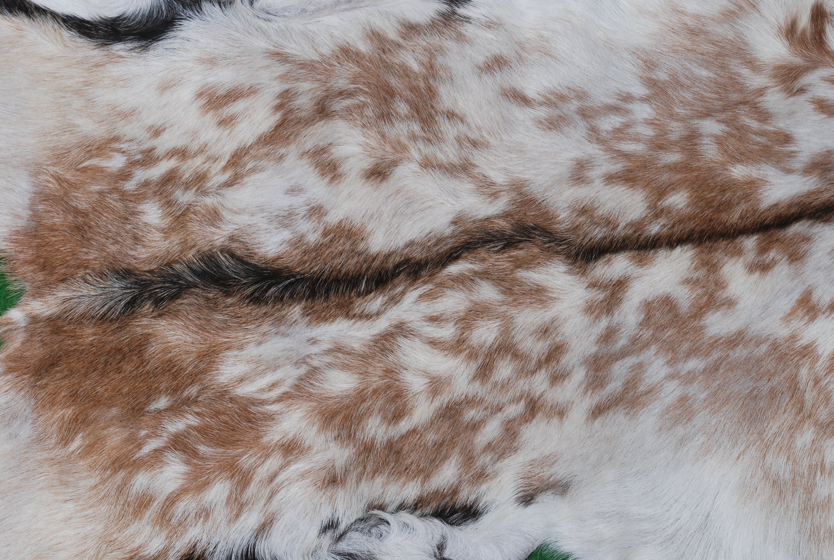 Premium Brown and White Goat Skin Rug - Genuine Hair-On Leather for Rustic Décor