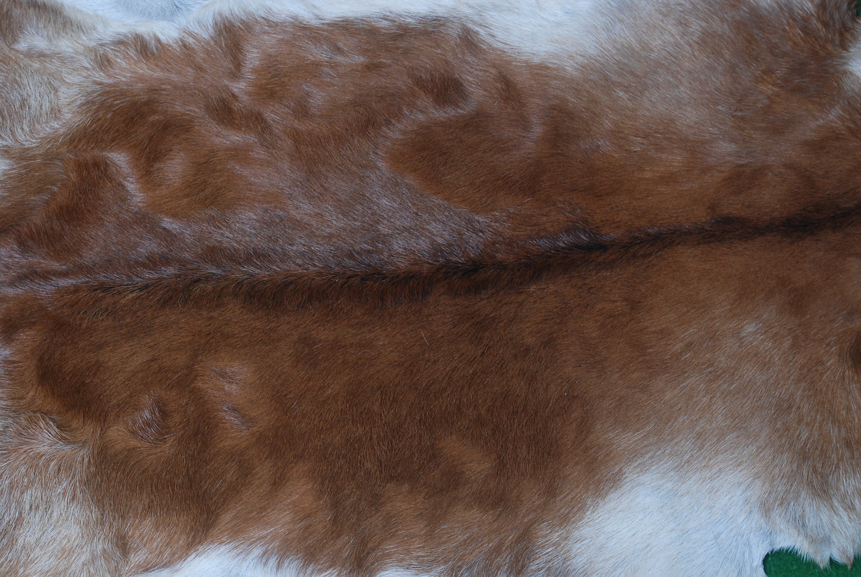 Luxury Brown and White Goat Hide Rug - Natural Premium Hair-On Goat Skin Rug - Handcrafted Eco-Friendly Home Decor - Celestial Leather Limited