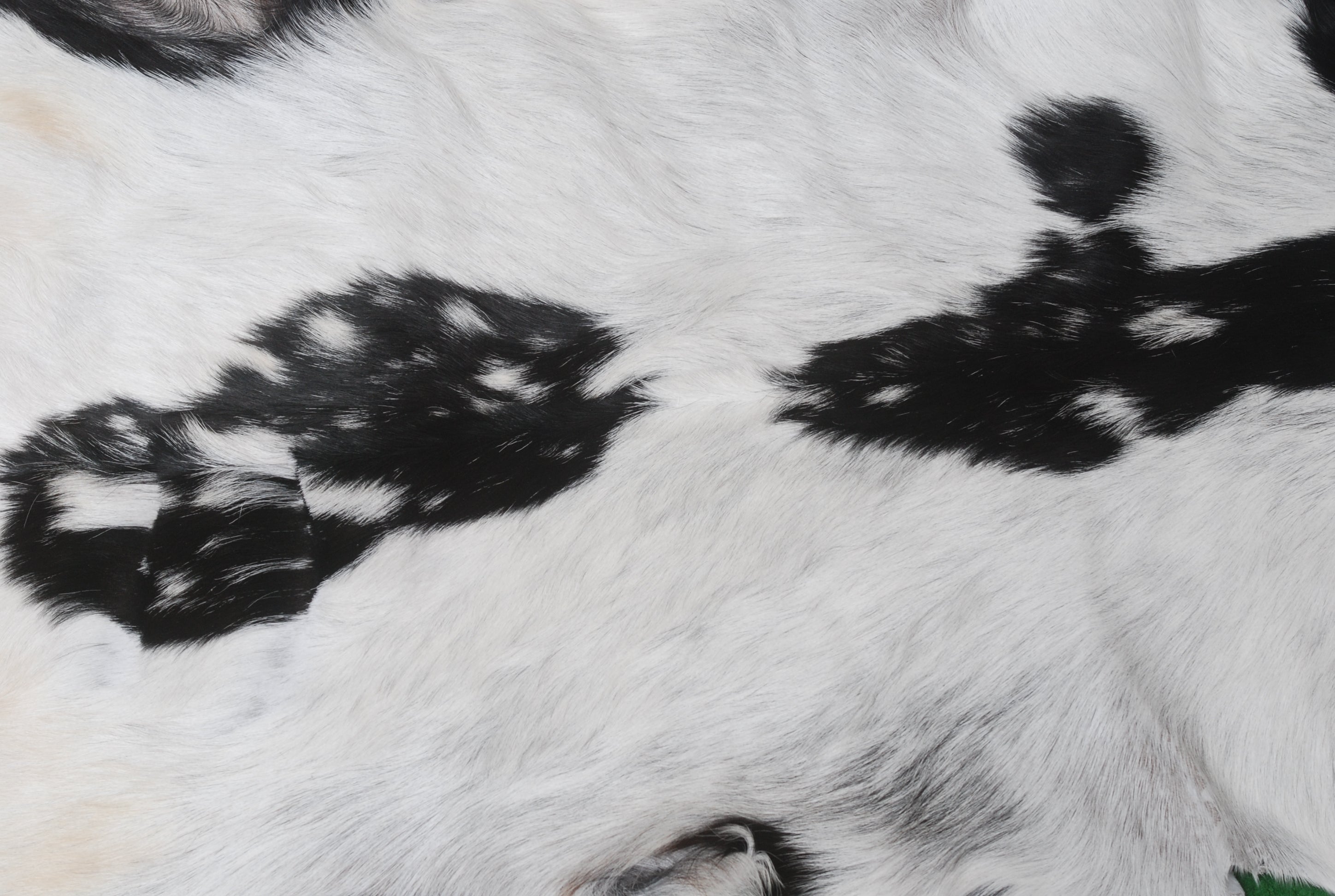 Goat Skin Rug, Handpicked for Quality, Unique Piece for Sale, Fast UK Delivery