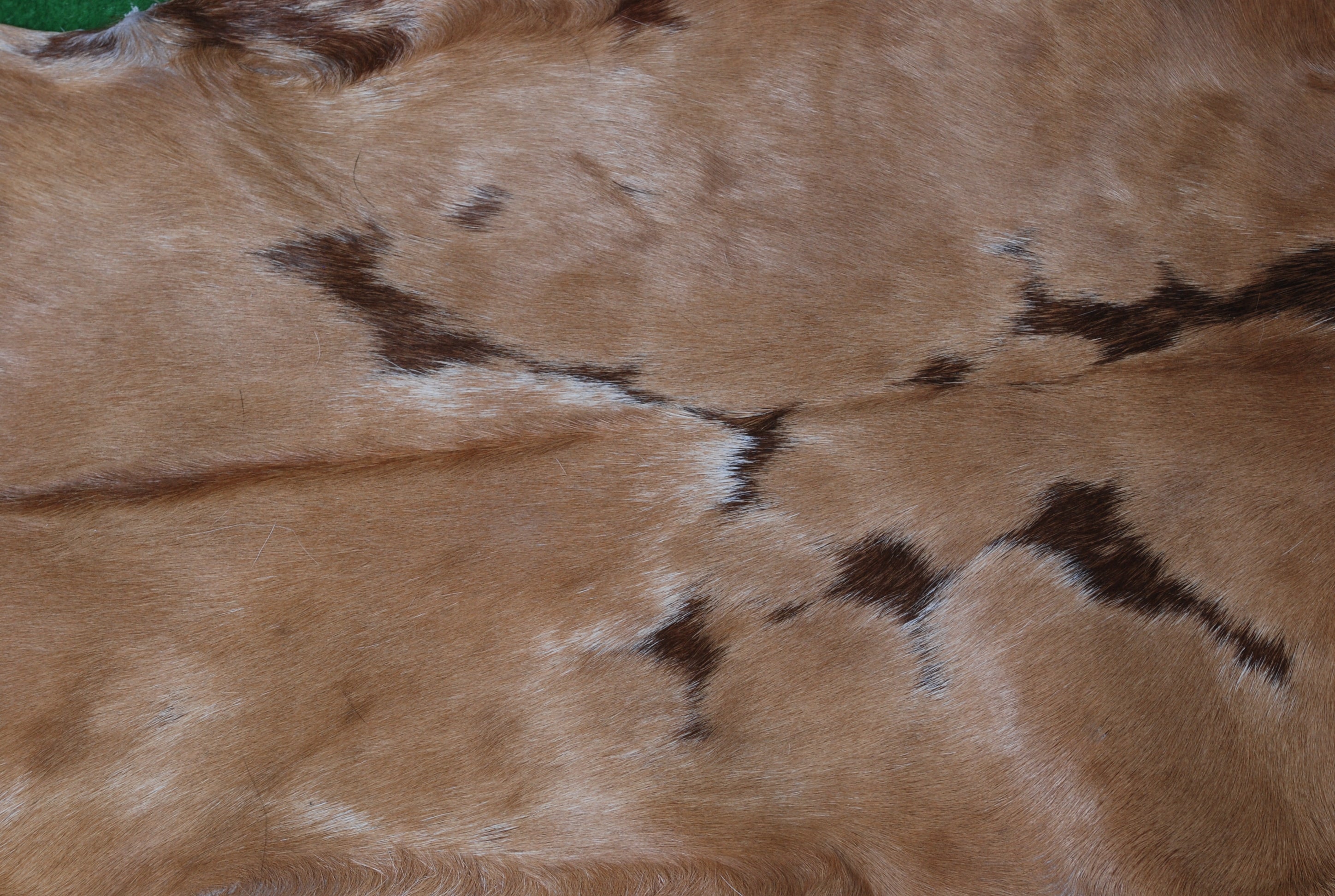 Luxurious Brown and White Goat Hide Rug - Natural Hair-On Leather for Home Styling