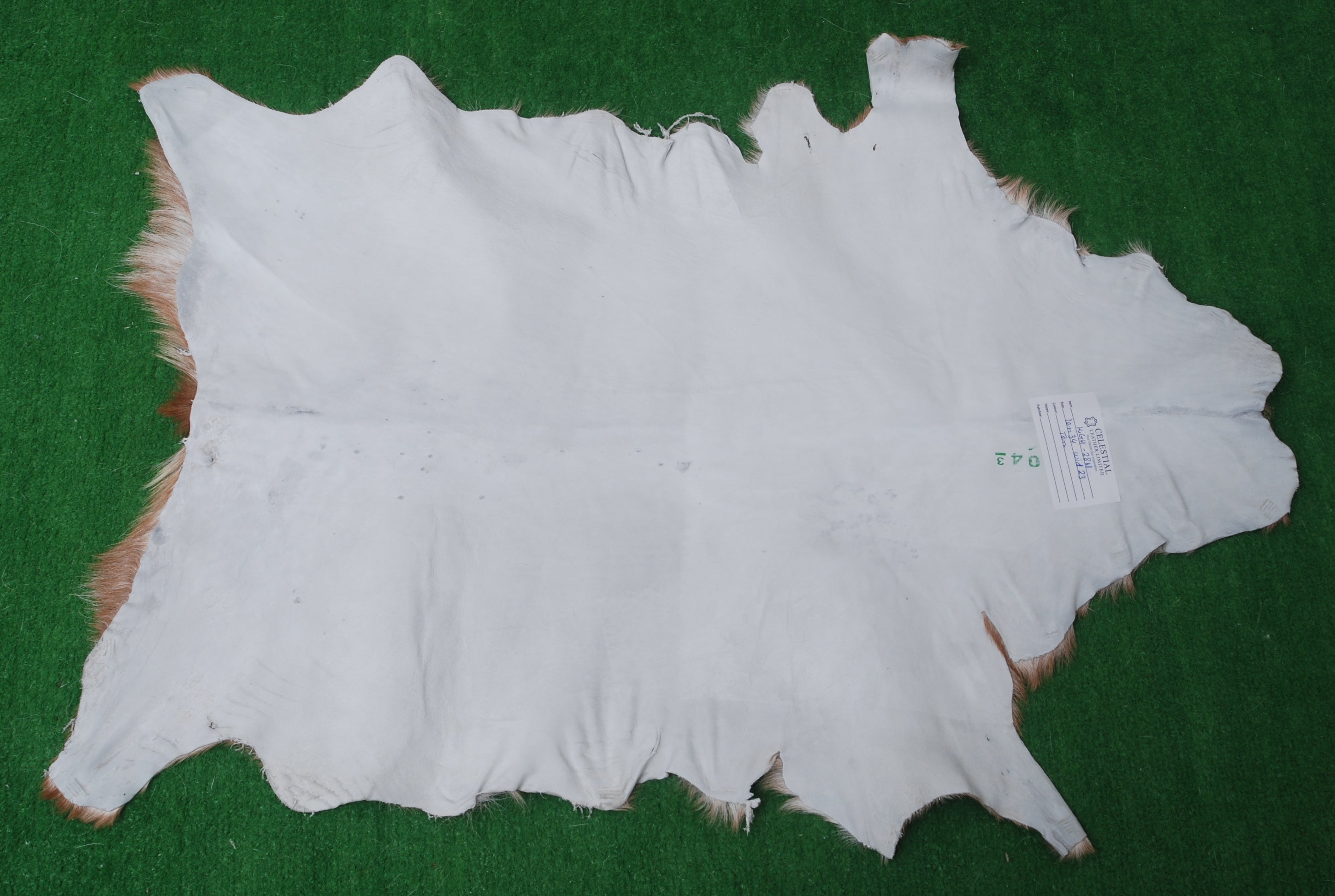 Luxury Brown and White Goat Hide Rug with Unique Patterns | Premium Hair-On Goat Skin Rug for Home Decor