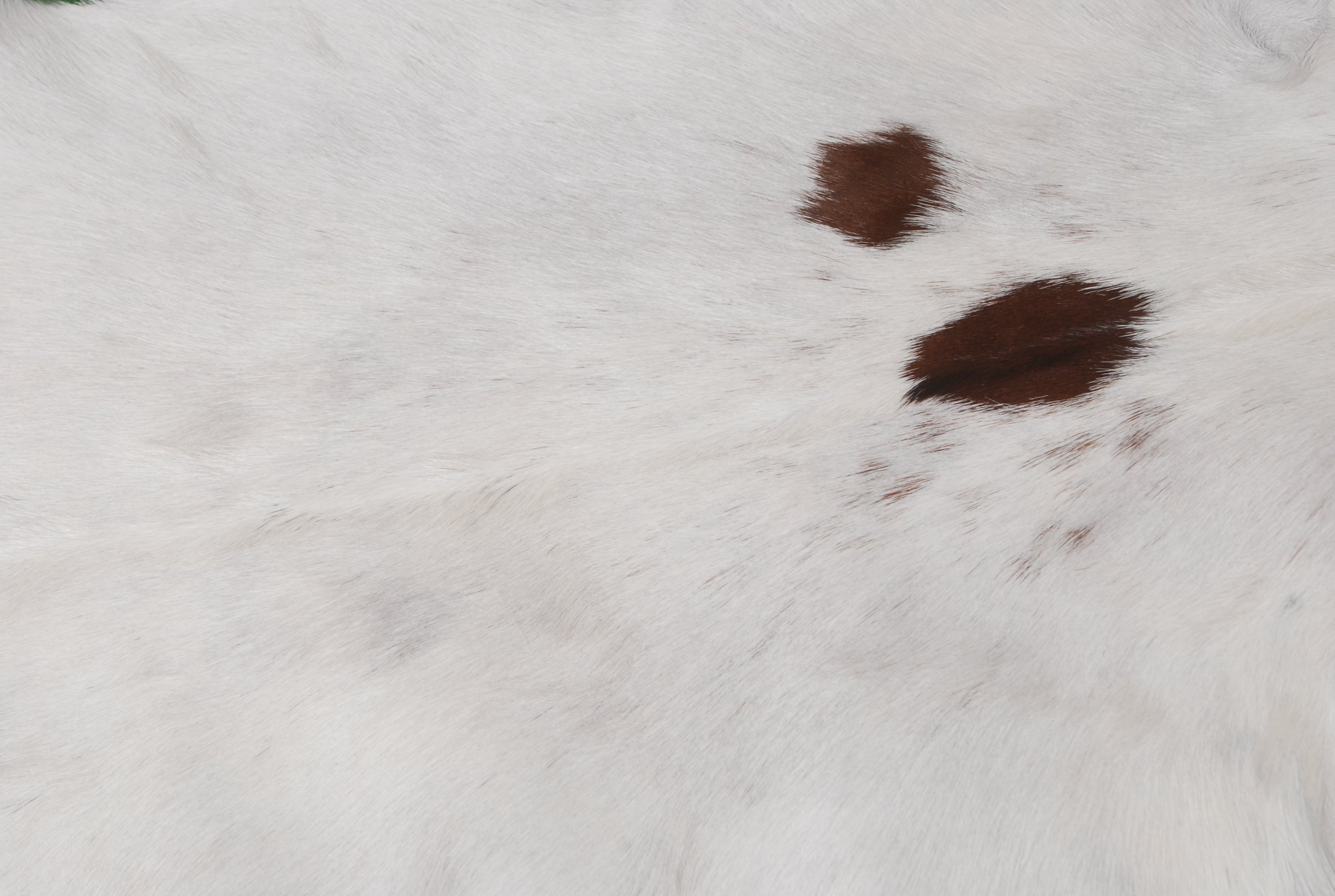 Stylish Dark Brown Goat Hide Rug - Perfect Accent for Contemporary Homes