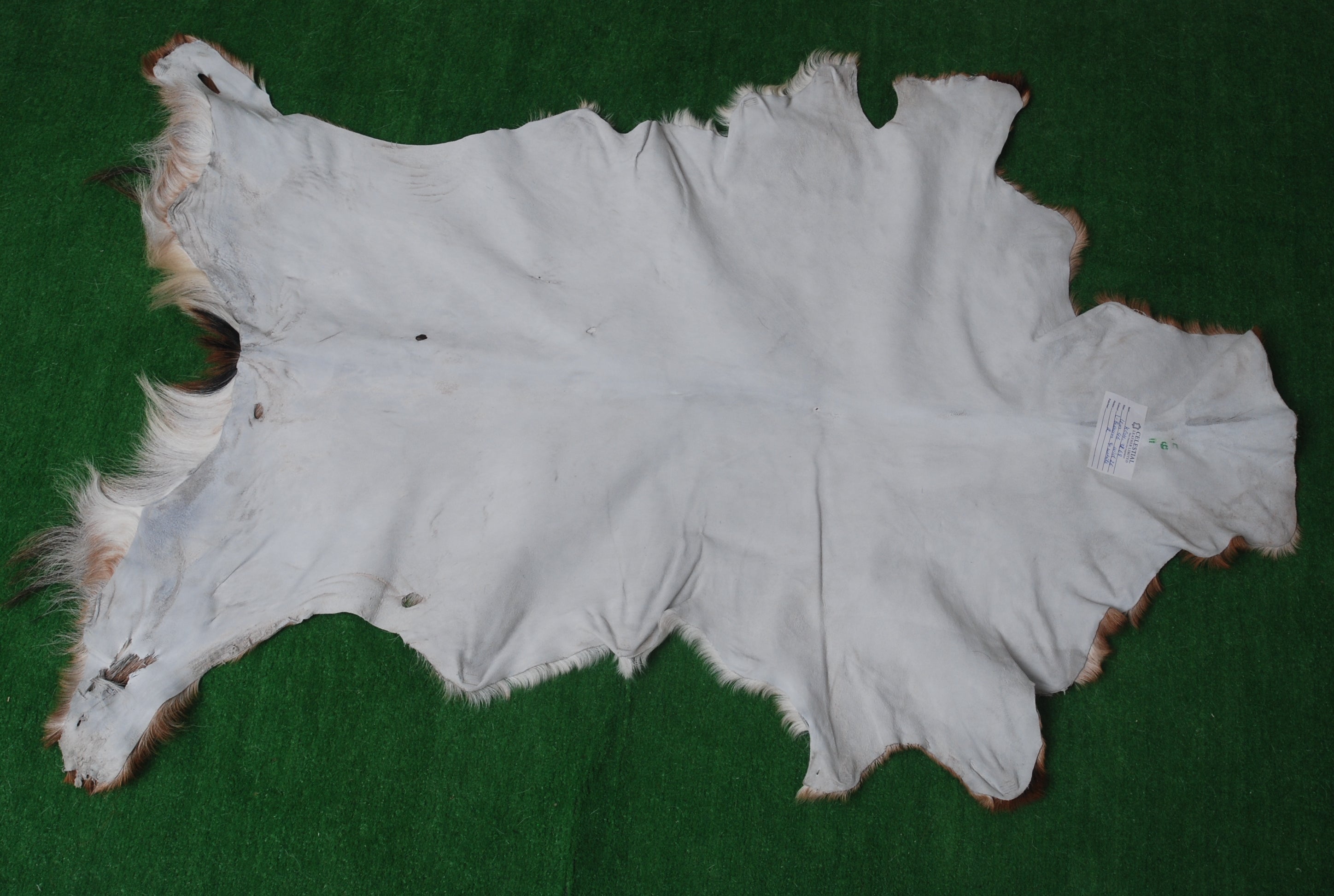 Premium Handcrafted Brown and White Goat Skin Rug - Luxury Hair-on Goatskin Rug for Elegant Spaces - Celestial Leather Limited