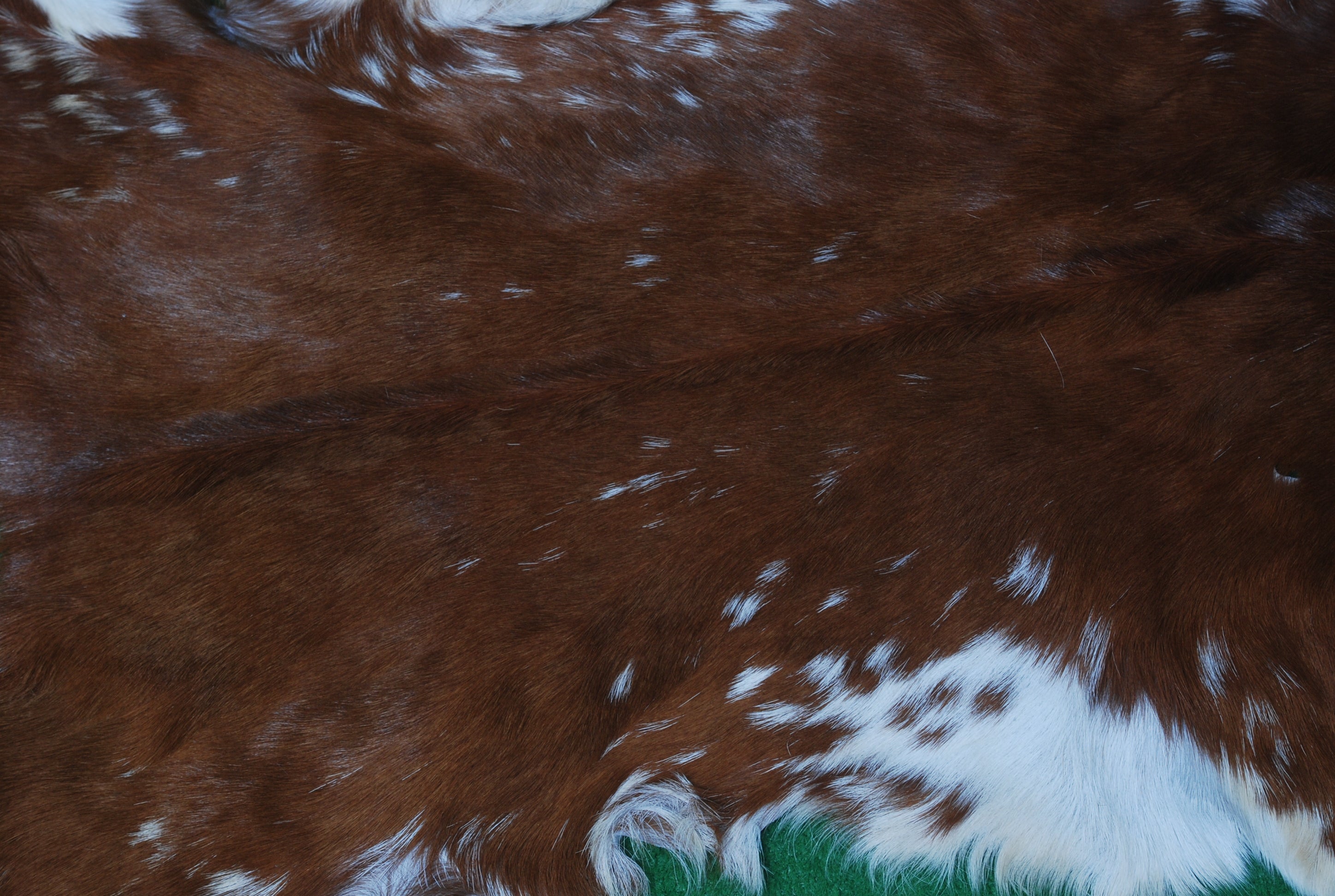 Luxury Brown & White Goat Hide Rug | Premium Hair-On Skin Rug for Home Decor - Celestial Leather Limited