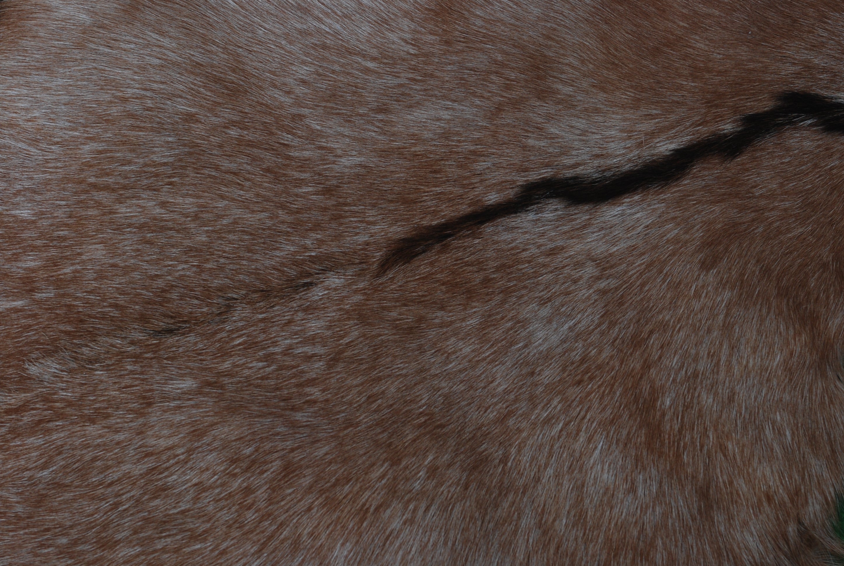 Goat Skin Rug: Tri-Color genuine Goat hide rug