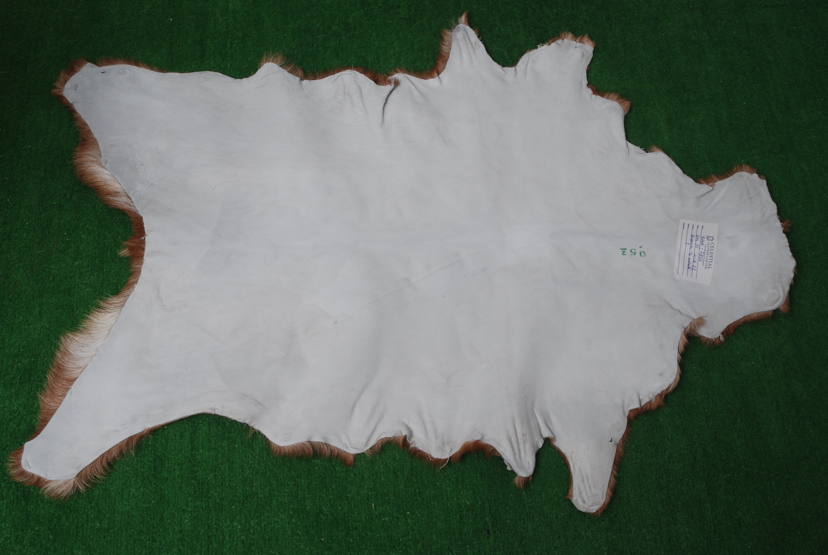 Luxurious Brown and White Natural Goat Skin Rug with Non-Slip Suede Back - Handcrafted Premium Hair-On Goat Hide Rug for Home Decor - Celestial Leather Limited