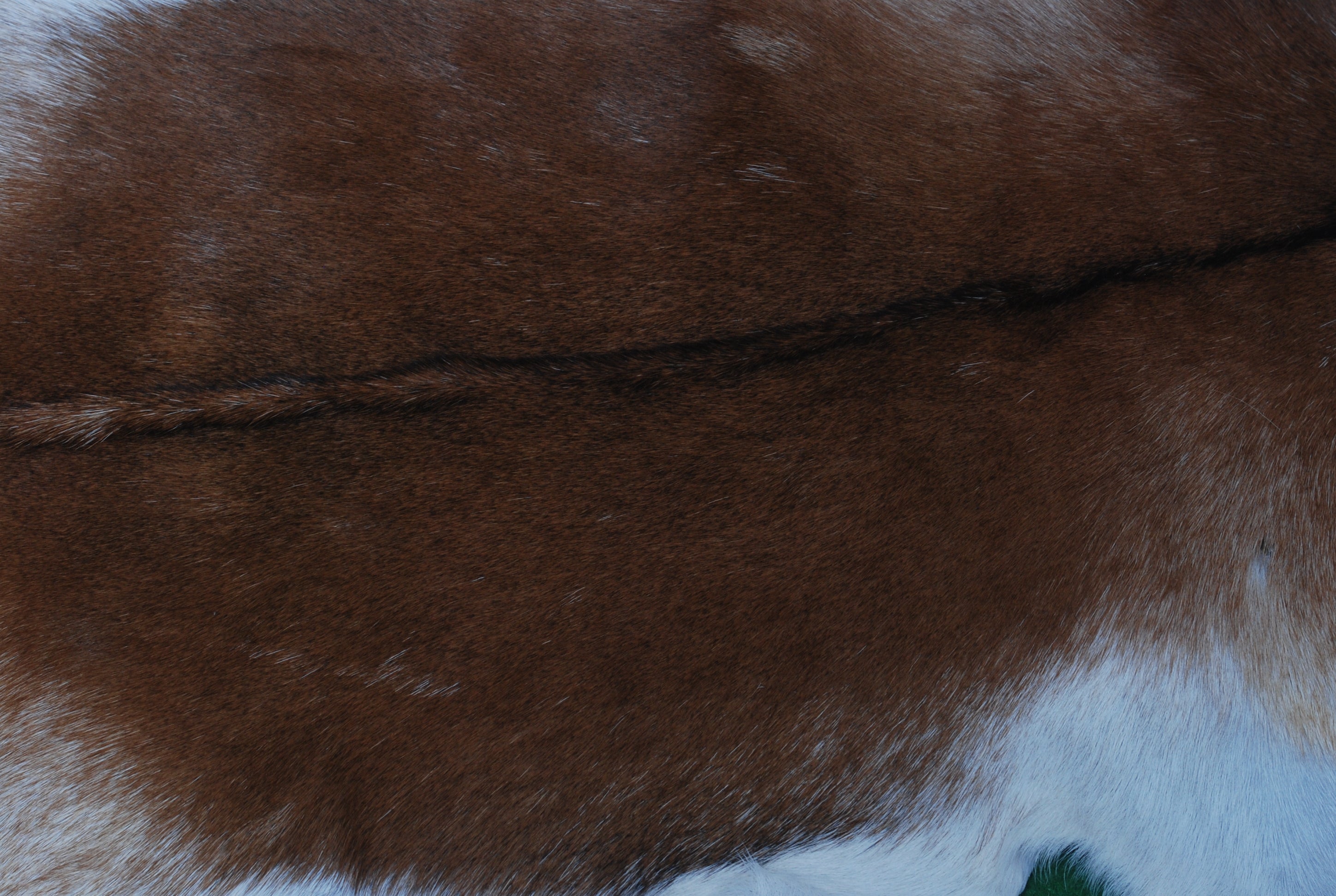 Luxurious Dark Brown & White Goat Skin Rug - Handmade Eco-Friendly Natural Goat Skin Floor Rug with Unique Colour Variations & Soft Texture