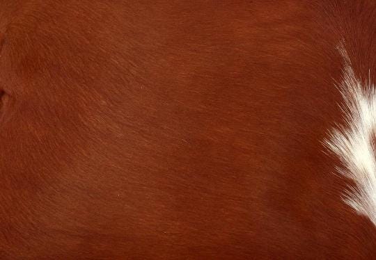 Add a Touch of Rustic Charm with Genuine Cowhide Cushion Covers - Eco-Friendly Leather Home Decor - Stylish Exotic Animal Skin Cushion