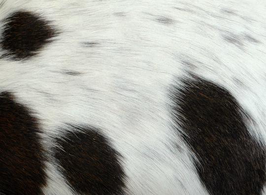 Luxurious Genuine Leather Cowhide Cushion Cover - Stylish Home Décor Accent made from Eco-Friendly Materials with Hidden Zipper