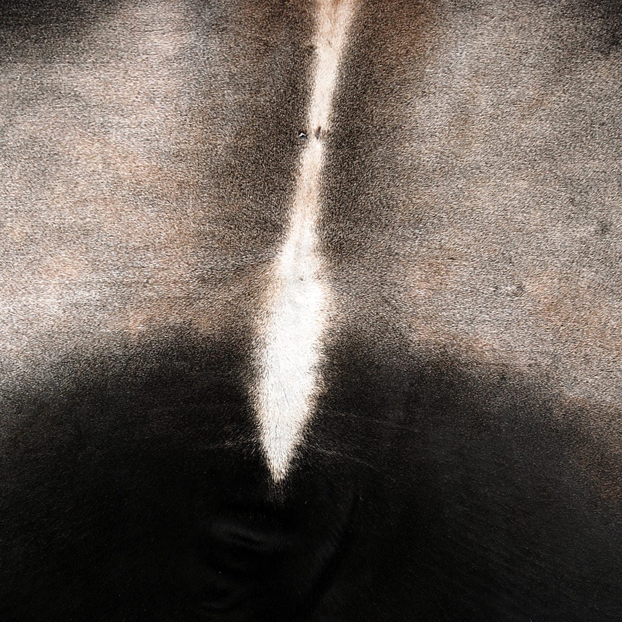 Luxury Dark Brown and White Cow Hide Rug - Medium Size, Hypoallergenic, Non-Shedding, Handcrafted, Durable, Unique Natural Beauty