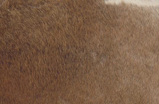 Luxurious Genuine Cowhide Cushion Cover - Exotic Leather Animal Skin Home Decor - Brown & White Hair-On Leather Pillow Cover