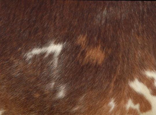 Rustic Genuine Leather Cowhide Cushion Cover - Eco-Friendly Home Decor Accent with Exotic Animal Skin - Stylish and Durable Home Accessories